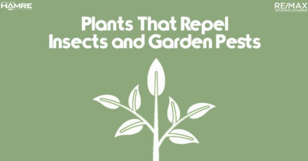 Plants That Repel Insects and Garden Pests 