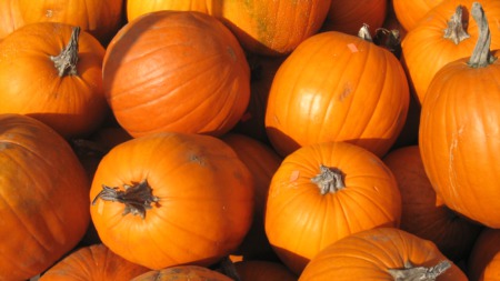 Things to do This Fall in Ottawa