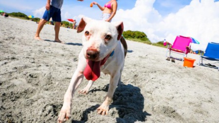 Pet-Friendly Travel and Leisure in Sarasota