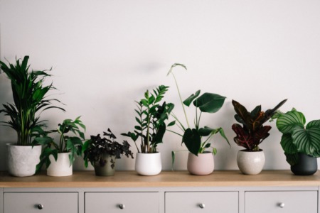 How to Decorate with Indoor Plants to Add Fresh Energy to Your Space