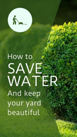 How to Save Water and Keep Your Yard Beautiful