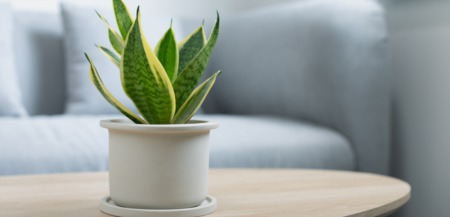 5 Indoor House Plants to Consider for Your Staging