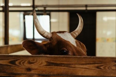 Run With The Bull This Weekend in Dewey Beach; Other Festivals Planned Throughout The Region