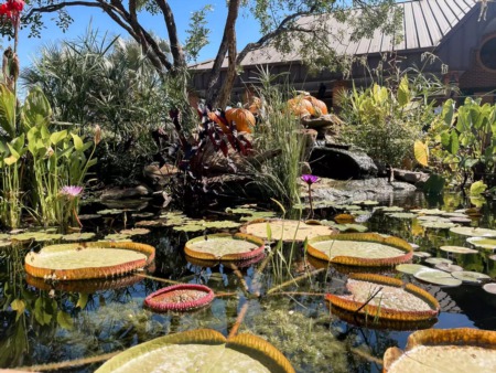 Mercer Botanic Gardens & Arboretum- Spring TX