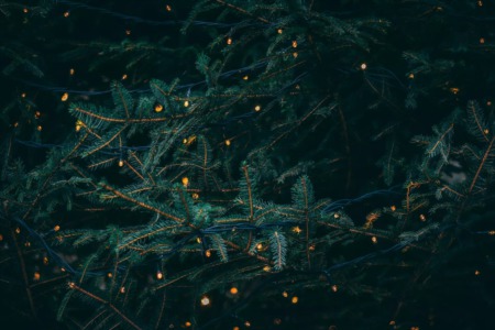 City Tree Lighting Events for Christmas 2022