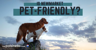 Is Newmarket Dog Friendly? Best Newmarket Dog Parks & Pet-Friendly Things to Do