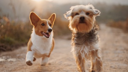 Join Mountain Rose Realty and Telluride Humane Society for Puppies & Playtime in Mountain Village!