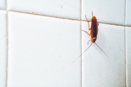 Pest Remediation Information for New Homeowners