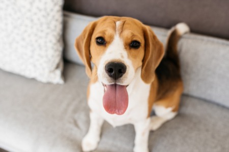 Selling A Home If You Own Pets: What You Need to Know