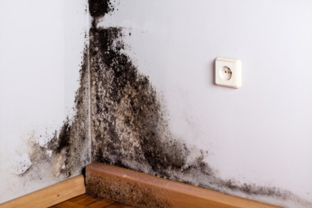 Does Your Home Have Mold? What You Need To Know