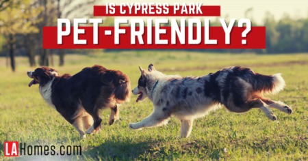 Is Cypress Park Dog-Friendly? Best Dog Parks, Pet Stores & Vets Near Cypress Park