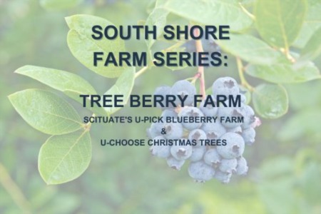 Pick Your Own Blueberries at Tree-Berry Farm in Scituate!