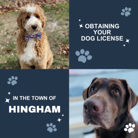 Obtaining a Dog License in the Town of Hingham