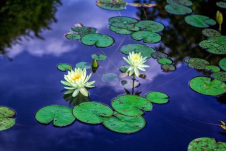 Beauty Flourishes Near Indian River County Homes