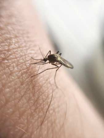 Helpful Tips on Preventing and Treating Mosquito Bites