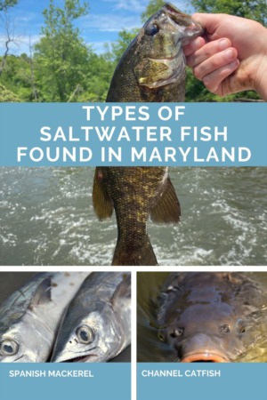 Types of Saltwater Fish Found in Maryland