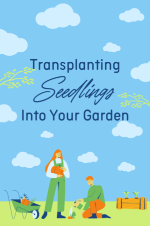 Transplanting Seedlings into Your Southern Maryland Garden