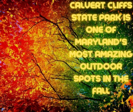 Calvert Cliffs State Park is One of Maryland's Most Amazing Outdoor Spots in the Fall