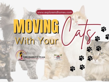 Moving With Your Cats