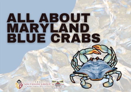 All About Maryland Blue Crabs