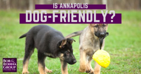 Is Annapolis Dog Friendly? Best Dog Parks & Pet Friendly Annapolis Attractions