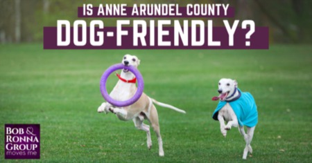 Is Anne Arundel County Dog Friendly? Best Dog Parks, Beaches & Fun Places to Take Your Dog