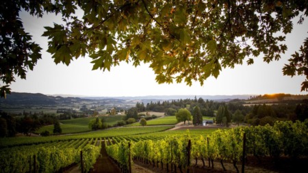 Exploring the Willamette Valley: A Wine Lover's Ultimate Guide