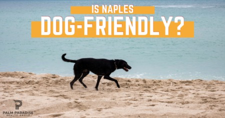 Is Naples FL Dog-Friendly? Dog Parks & Dog-Friendly Activities in Naples