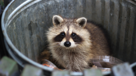 Tips for Keeping Critters Out of Your Trash Cans
