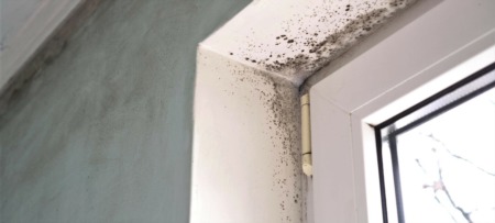 The Biggest Warning Signs of Mold in Your Home