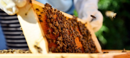 Tips and Tricks for Becoming a Successful Beekeeper