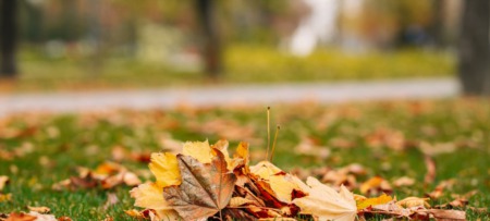The Biggest Fall Lawn Care Blunders You Can Make