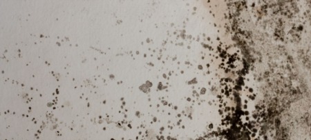 The Health Hazards and Risks of Mold in Your Home