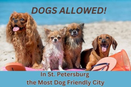 St. Petersburg Voted Dog Friendliest City in the U.S.!