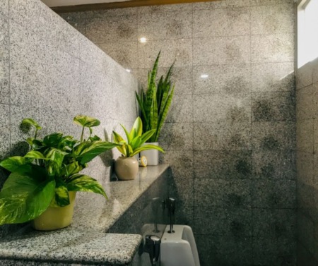 Plants That Thrive In The Bathroom