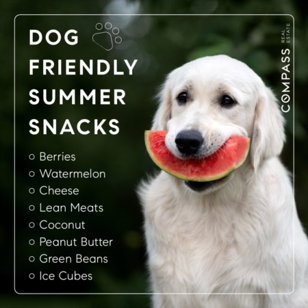 Dog Friendly Summer Snacks