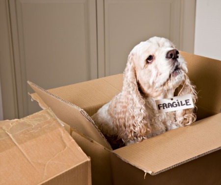 Guide To Moving With A Pet