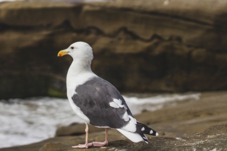 9 Reasons Why Bird Rock La Jolla is a Great Place to Live in 2023 | 2024