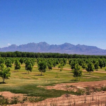Las Cruces Real Estate | Throwback Thursday - Pecan Orchards