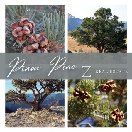 Las Cruces Real Estate | Historical Fact - Pinon Pine