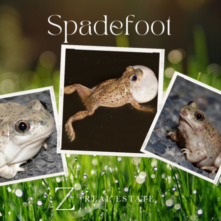 Las Cruces Real Estate | Historical Fact - Spadefoot
