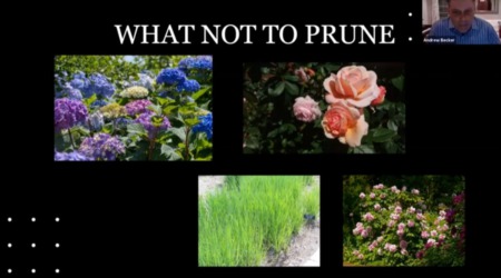 Prune This, Not That! A Landscaping webinar with Andrew K. Becker