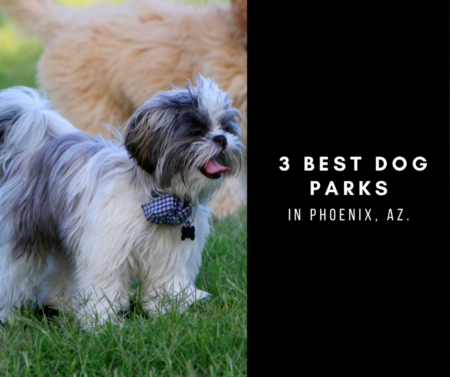 3 Best Dog Parks In Phoenix