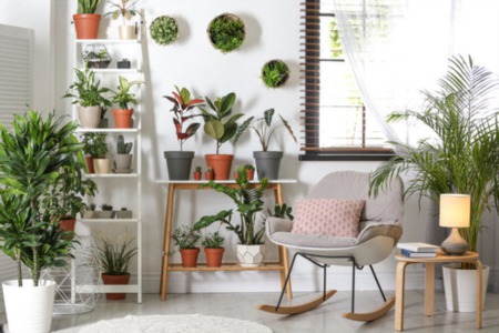 Pet-Friendly Indoor Plants