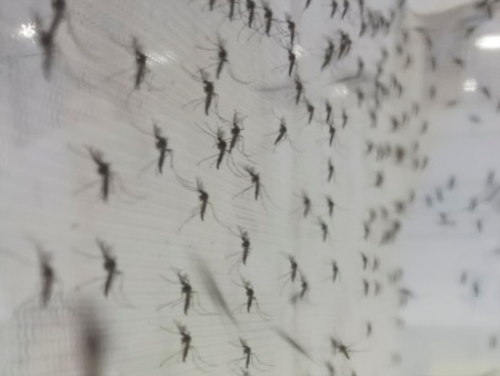 City of Richmond Takes Action Against Mosquitoes This Weekend.