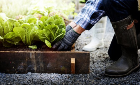 Gardening Tips to Help Your Yard & Stomach 