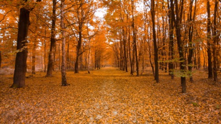 Investing in Fall Vacation Rentals: Real Estate Income Beyond Summer