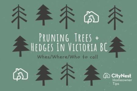A Guide to Tree Trimming in Victoria, BC: When, Where, and Who to Call