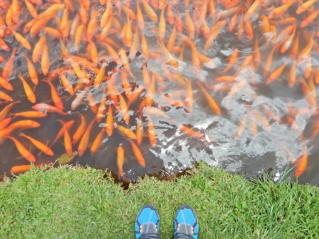 10 WAYS TO TO LIVE A MORE SUSTAINABLE HAWAII LIFE