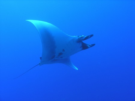 WHERE TO SNORKEL IN KONA